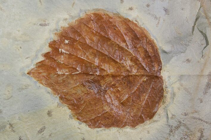 Detailed Fossil Leaf (Davidia) - Montana #92602